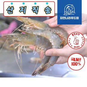 태안 자연산 대하 왕새우 급냉 냉동, 1개, 2kg