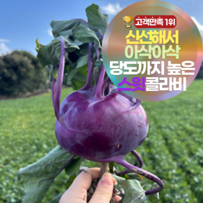 [12브릭스] 달큰아삭 제주 햇 콜라비 특상품 농장 직송 보라 무우, 3kg, 1개