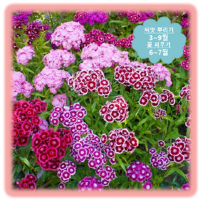 [나은식물원]85.왕수염 패랭이(혼합) 50립, 1개