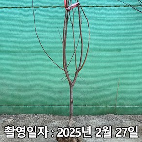 착한가격 나무생각 / 자두나무 / 자엽자두 / 3년생 / 결실주, 1개