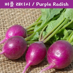 래디시 키우기세트 퍼플 래디시 Puple Radish 교육 체험용