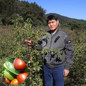 대추나무 묘목 접목 1년생 뿌리2년 (생산자) 사과대추 묘목 왕대추 묘목 복조 보은대추, 사과대추나무(다왕좌오), 중묘, 1개