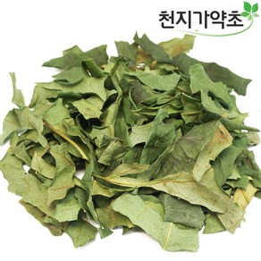 청정제주산 황칠나무잎 (잔가지포함) 300g, 1개