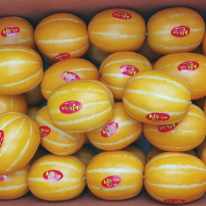 성주 꿀 참외 로얄과 성주참외 1kg 2kg 5kg 10kg 가정용 한박스 [신흥유통], 1개, 참외 가정용 5kg 내외