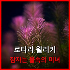 [수초농부] 로탈라 왈리키 잠자는 물속의 미녀 수초, 12개