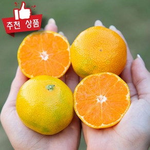 농협상품 밀감 새콤달콤 감귤 제주 타이백 감귤 비가림 로얄과, 1박스, 1kg(1팩)