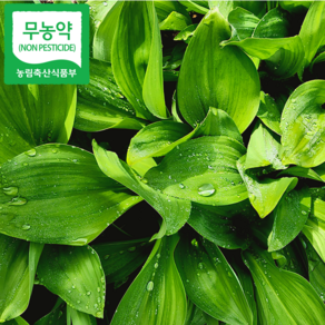 [자연산 무농약] 홍천 잎 명이나물 산마늘 산지직송 [예약중], 1박스, 3kg