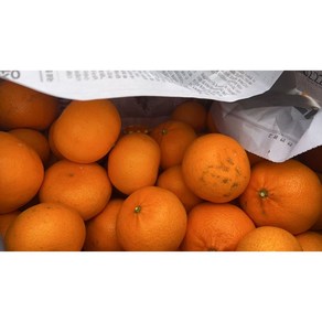 당도선별 제주 천혜향 가정용 2kg 3kg 5kg ( kg 당 3~4과내외), 1세트, 2kg (kg당 3~4과 내외)