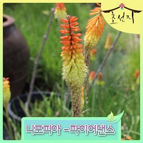 [초선지] 니포피아 파이어댄스 Kniphofia Fire Dance 야생화