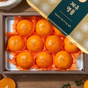 [루비등급] 프리미엄 제주 레드향 설선물세트, 1개, 3kg