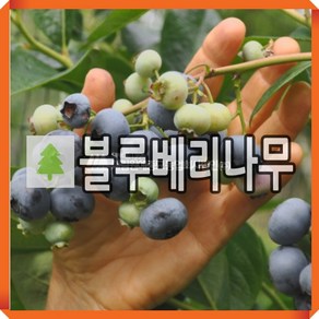 블루베리나무 묘목 레가시 4년생 포트묘