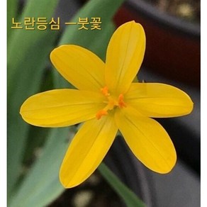 [비젼플라워] (야생화놀이터)--노지월동-등심붓꽃(노란-노랑)-등심붓꽃, 1개