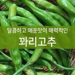 달콤하고 매운맛이 매력적인 꽈리고추 상 (2kg), 1개