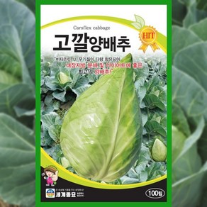 양배추씨앗 100립 고깔 양배추 씨앗 종자 채소 야채, 1개