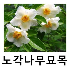 노각나무 묘목 실생2년 특묘 5주묶음, 1개