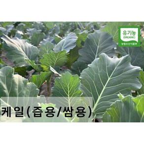 친환경 유기농 케일 (즙용/쌈용)새벽수확 산지직송, 즙용1kg, 1박스