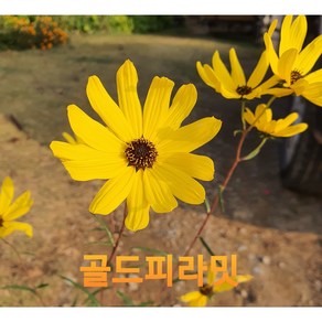 [지인야생화] 골드피라밋, 1개