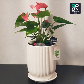 [서울/경기 당일배송]공기정화 핑크 안시리움 화분 개업 인사 영전 취임 축하 감사 집들이 선물, 무료배송지역, 1개