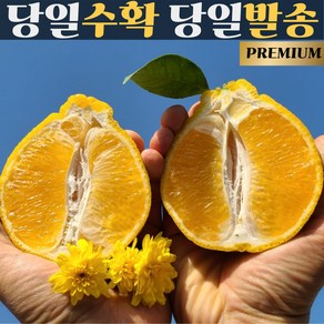 트루팜 제주 고당도 귤 선물용 못난이 한라봉, 1박스, 한라봉 가정용 중소 5~6과 1kg