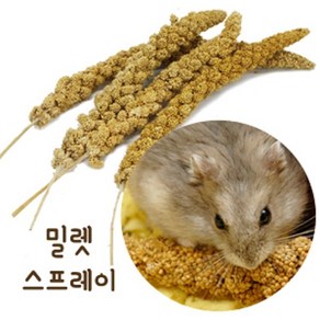 햄스터 간식 밀렛 스프레이, 1개, 500g