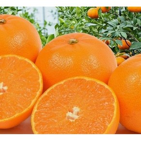 제주 천혜향 선물용 특대과 3kg 5kg 10kg 선물용 가정용, 1박스