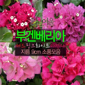 [허브여울] 부겐베리아 랜덤 지름 9cm 소품화분 (상토와 마사만 사용한 건강한식물), 1개