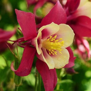 매발톱 아킬레기아 얼리버드 컬러선택(꽃씨앗/10립) Aquilegia Ealybid, 1개
