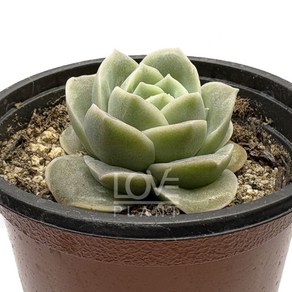 [꽃사랑식물나라] 러블리로즈 에케베리아 다육 공기정화식물 소품 화분 플랜테리어, 1개