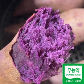 해남 무농약 햇 자색고구마, 5kg (특상), 1개