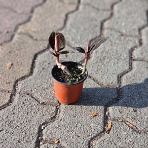 해마리아 헤마리아 소품 루디지아 보석란 홍엽란 에이피플랜츠, 1개