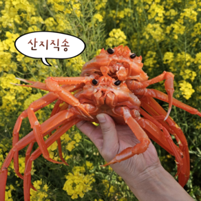 [산지직송] 포항 영덕 구룡포 박달홍게 A급 홍게 수율90%내외 실속형 가성비 3kg (9~11미), 10개, 실속 가성비 찜홍게 3kg (자숙 후 1.8kg)