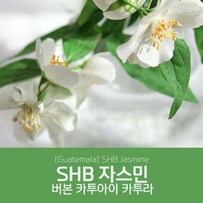 [과테말라] SHB 자스민 세웅지씨 산지 직수입 생두 1kg, 1개, 1개입