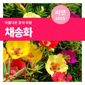 마이플랜트 채송화 꽃씨 씨앗 1g, 1개