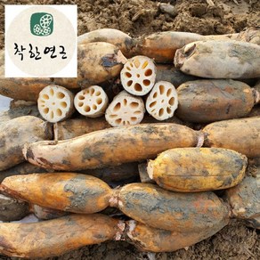 GAP인증 국내산 착한연근 10kg (특+상) 산지직송 /착한연근, 1개