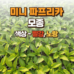 [미니 파프리카 모종] 정프러그 미니 파프리카 모종 꼬마 파프리카 우각 파프리카-빨강 노랑, 5개