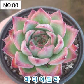 다육식물- 희귀 다육 100가지 모아보기, [NO. 80] 9cm 포트, 1개