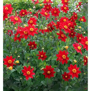 [모야모 꽃씨] 스칼렛다알리아 (Dahlia coccinea) 10립