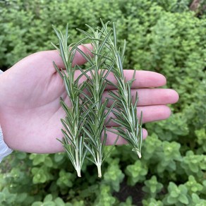 산지직송 신선한 로즈마리 생잎, 50g, 긴 잎 (10cm 이상), 1개