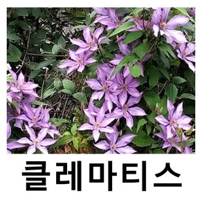 클레마티스 큰꽃으아리 도로시왈튼 포트묘, 1개