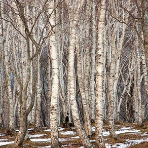 잭큐몬티 자작나무 h14-1.5m전후 21cm화분 백자작 (외목대 없음), 1개