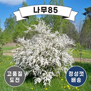 (나무85) 조팝나무 시리즈, 4.황금조팝 5치 포트, 1개