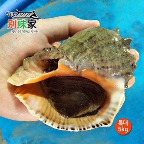 [별미가] 하얀돌 해녀가 직접 채취한 자연산 통영 참소라 특대 5kg(20-25미), 참소라 특대5kg, 1개