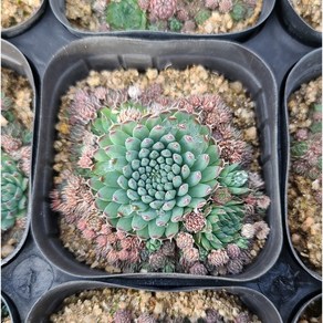 용설 백두몽골 바위솔 Sempervivum 분경 석부작 정원식물 월동하는 다육식물 용설tv 유튜브 추천 상품