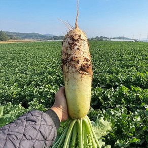 한라산 세척 월동무 제주무, 1개, 5kg(미니) 5-11수