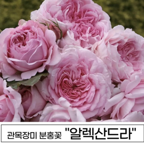 장미나무 3년생 1-2지 독일장미 사계장미 땅장미 정원장미, 1개, 알렉산드라