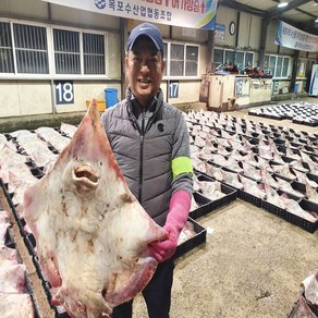 목포홍어 전문 흑산도 홍어 국산 홍어 250g 500g 1kg 홍어애, 1개, 중간숙성, 국산홍어250g