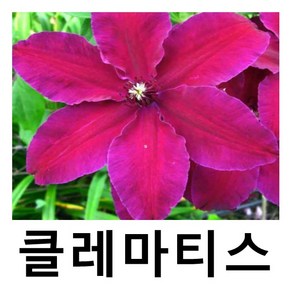 클레마티스 큰꽃으아리 웨스터플레트 포트묘, 1개