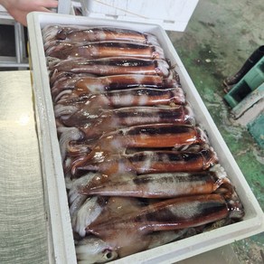 백화점 납품되는 국내산 특대 사이즈 선동오징어, 1박스, 1kg 3미