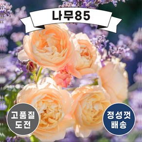 (나무85) 영국 장미