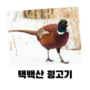 강원도 농장 꿩 까투리 고기 판매, 까투리(암꿩), 1개